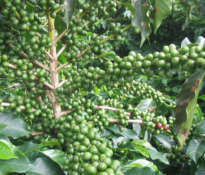 Myths about weight loss properties of green coffee