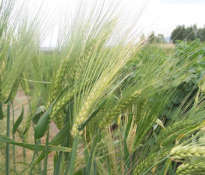 Health properties of green barley