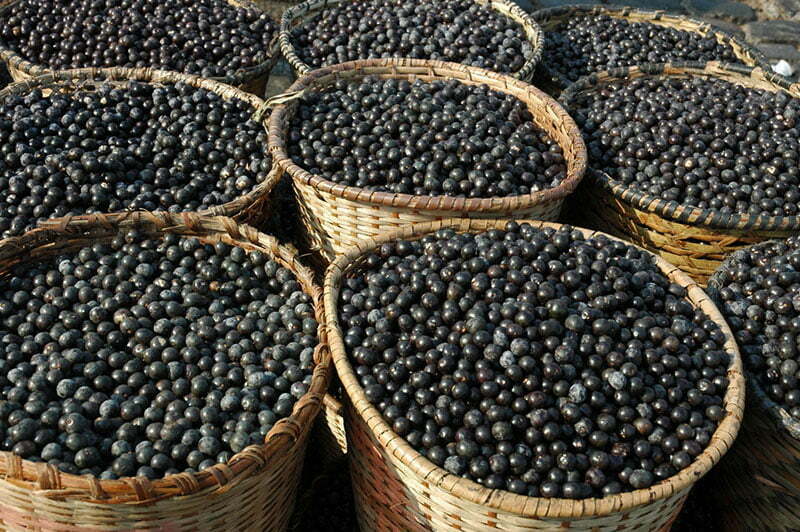 Спорните плодове Acai