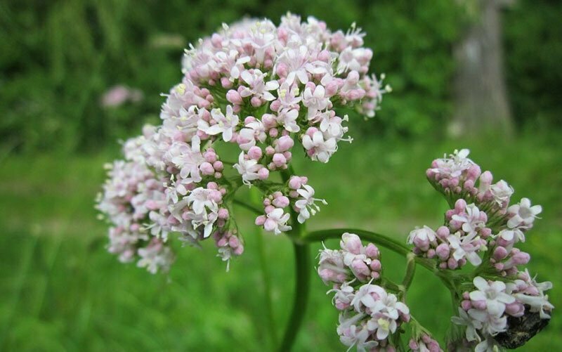 Un mélange d'herbes contre le ronflement