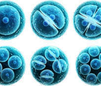 Source of stem cells
