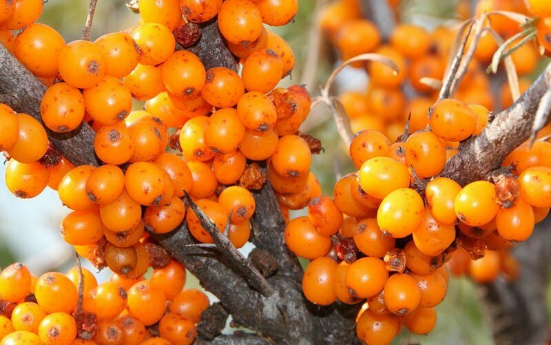 Starka antioxidanter jämfört med fria radikaler