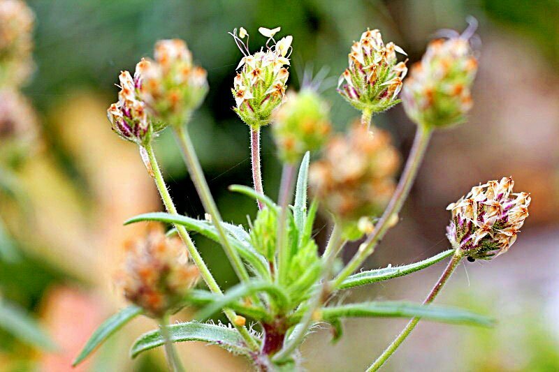 Cinq herbes qui favorisent la perte de poids