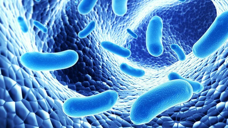 Probióticos: buenas bacterias