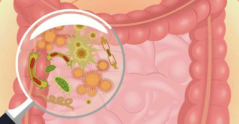 fogyás és a bél mikrobiota
