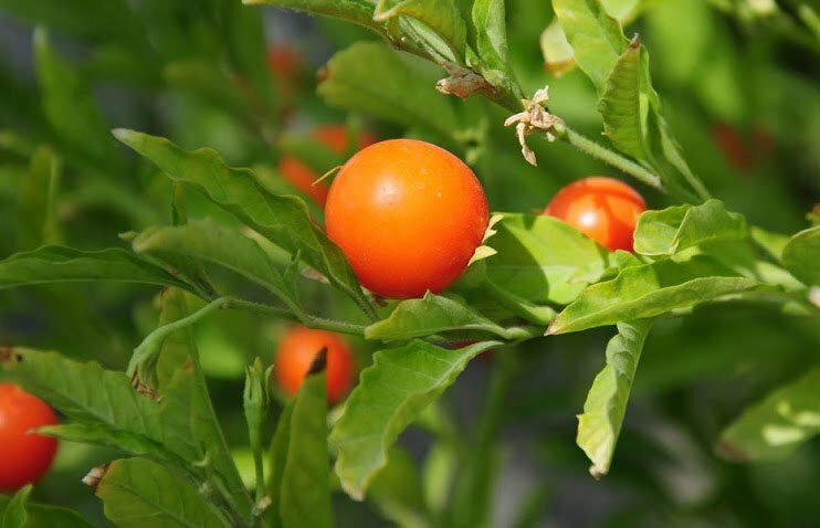 Ashwagandha vahvistaa immuunijärjestelmää