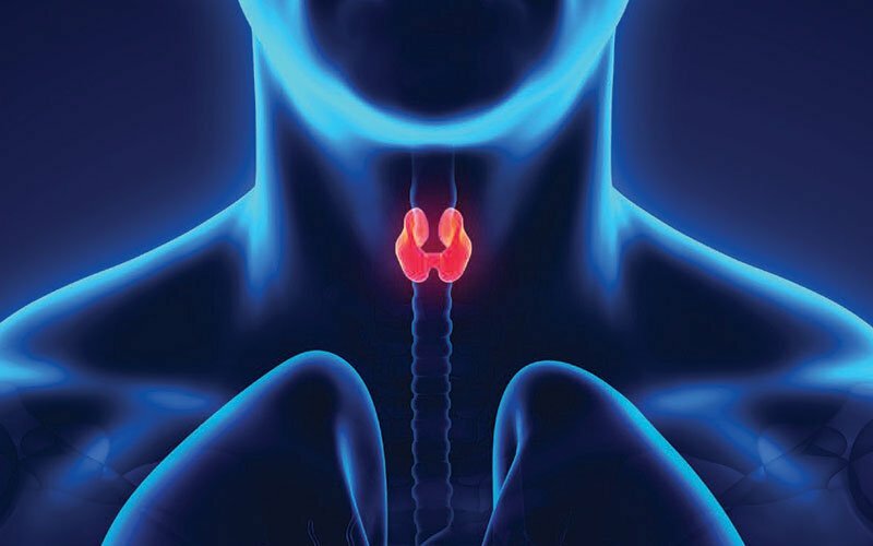 Qual è il ruolo dei probiotici per la salute della tiroide?