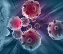laminine-and-lymphocytes